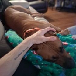 Pete, a Adoptable Mixed Breed in West Palm Beach, FL image 2/6