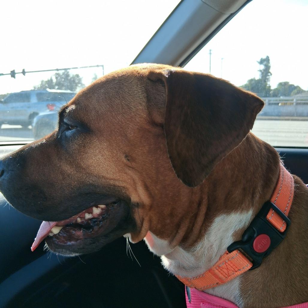 Pete, a Adoptable Mixed Breed in West Palm Beach, FL image 3/6