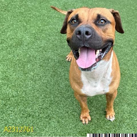 Pete, a Adoptable Mixed Breed in West Palm Beach, FL image 4/6