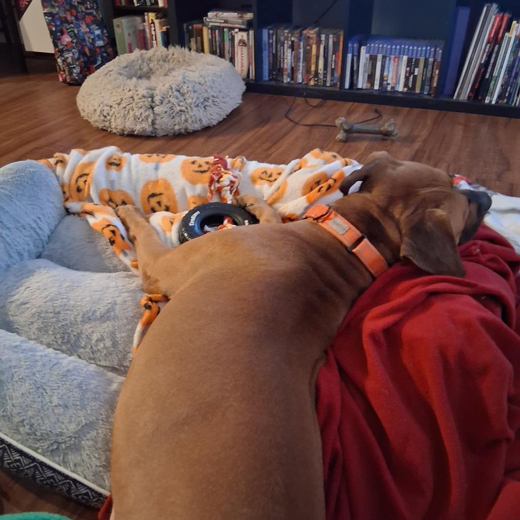 Pete, a Adoptable Mixed Breed in West Palm Beach, FL image 5/6