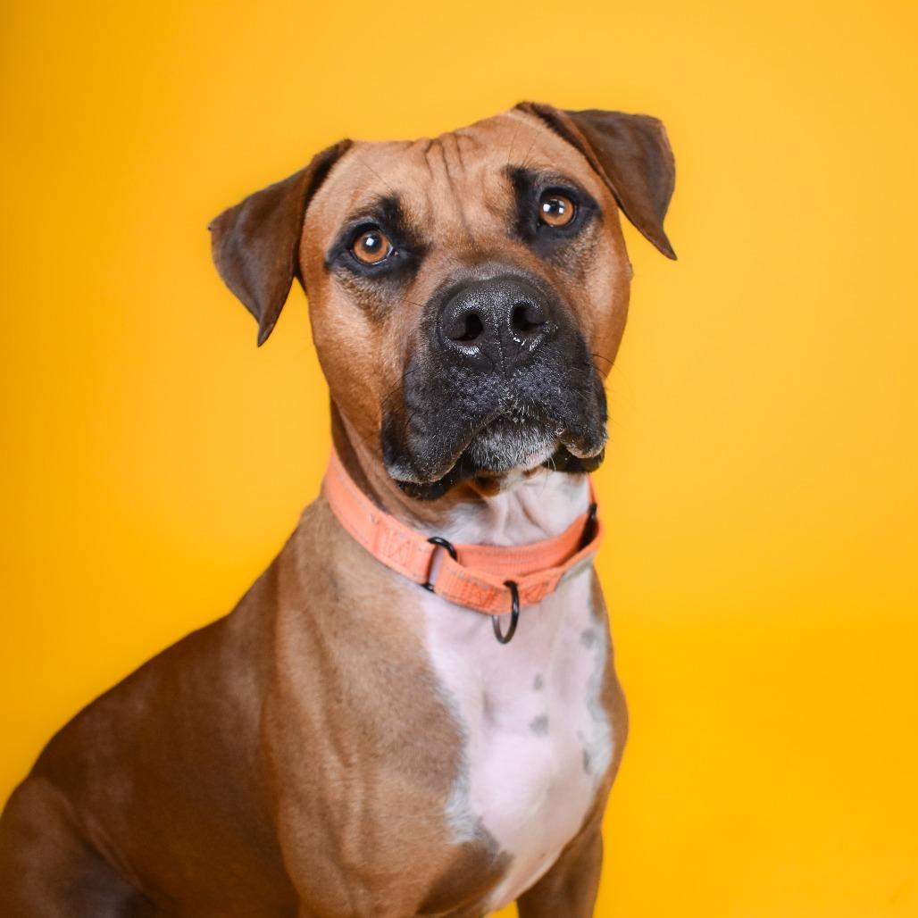 Pete, a Adoptable Mixed Breed in West Palm Beach, FL image 6/6