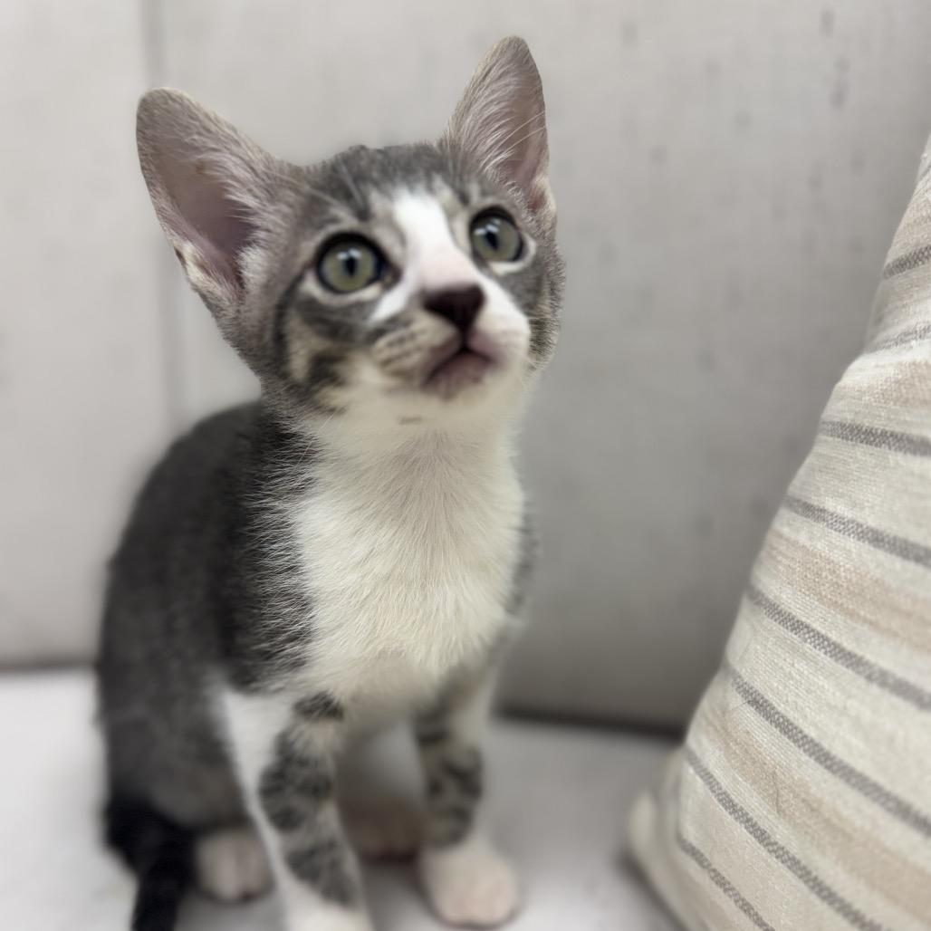 Ernie, Adoptable, Kitten Male Domestic Short Hair.