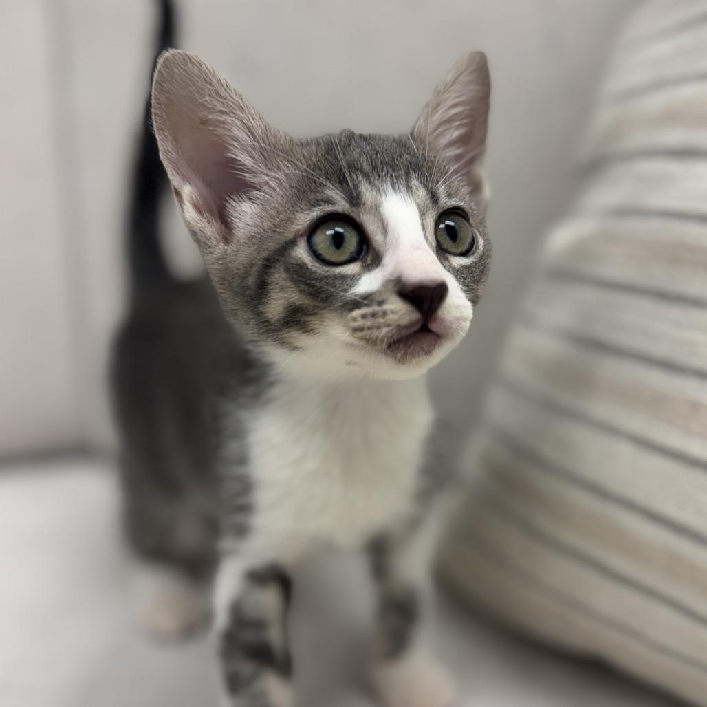 Enlarge Ernie, a Adoptable Domestic Short Hair in Chesapeake, VA image 2/3
