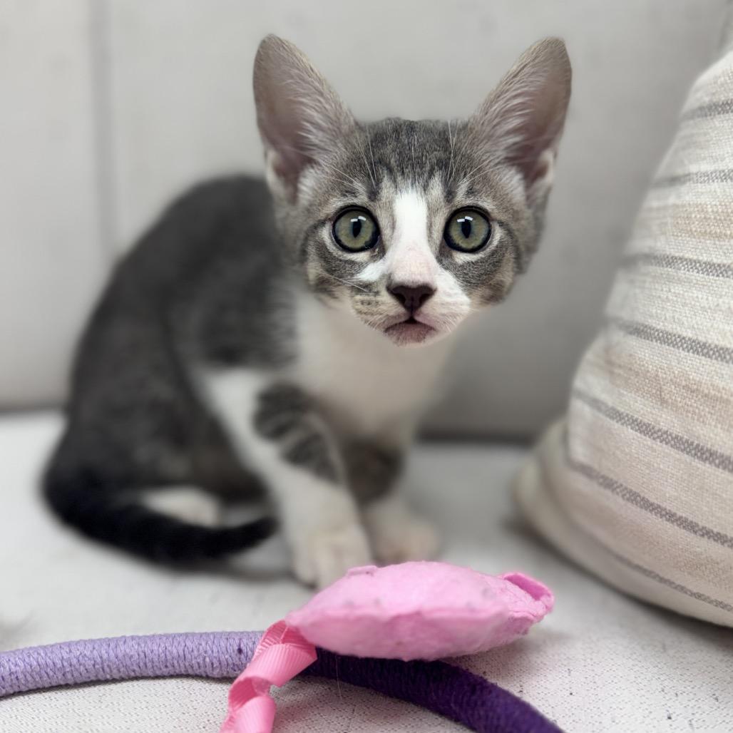 Enlarge Ernie, a Adoptable Domestic Short Hair in Chesapeake, VA image 3/3