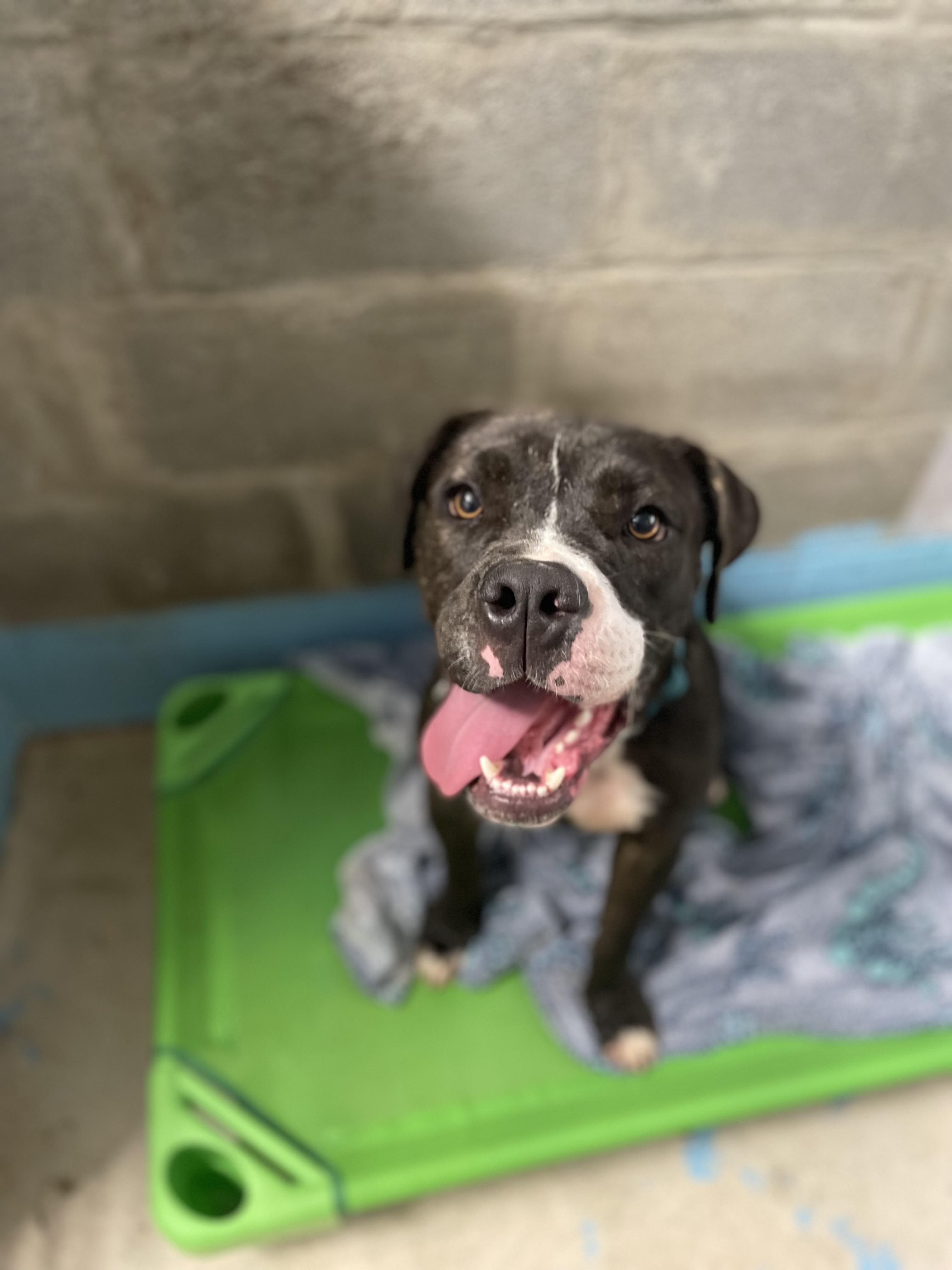 Duke, Young Male English Bulldog