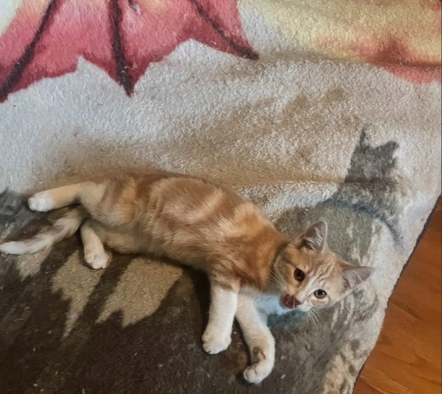 Logan, Adopted, Kitten Male Domestic Short Hair & Tabby.