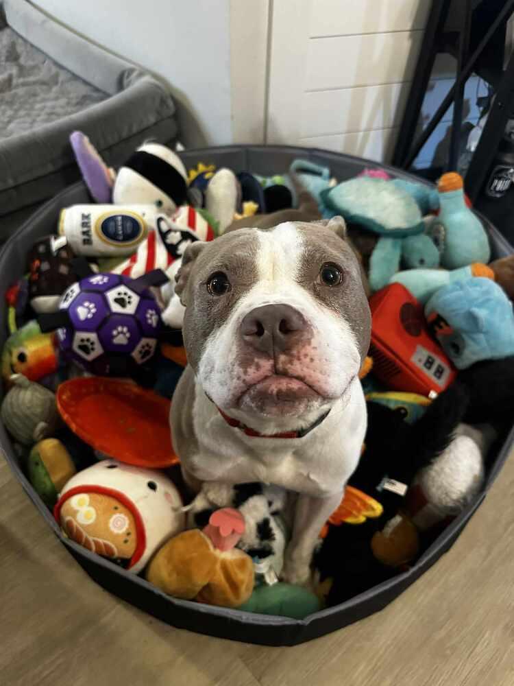 Enlarge Chata - In Training, a Adoptable Pit Bull Terrier in Elkhart , IN image 1/6