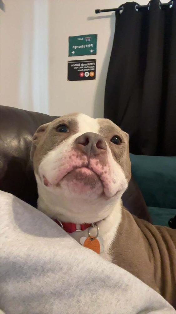 Enlarge Chata - In Training, a Adoptable Pit Bull Terrier in Elkhart , IN image 2/6