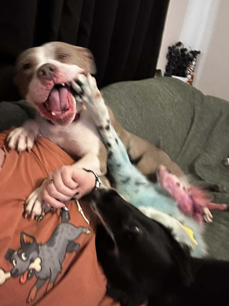 Enlarge Chata - In Training, a Adoptable Pit Bull Terrier in Elkhart , IN image 3/6