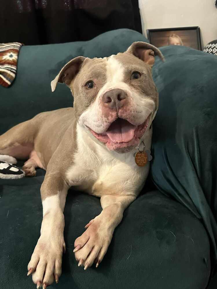 Enlarge Chata - In Training, a Adoptable Pit Bull Terrier in Elkhart , IN image 4/6