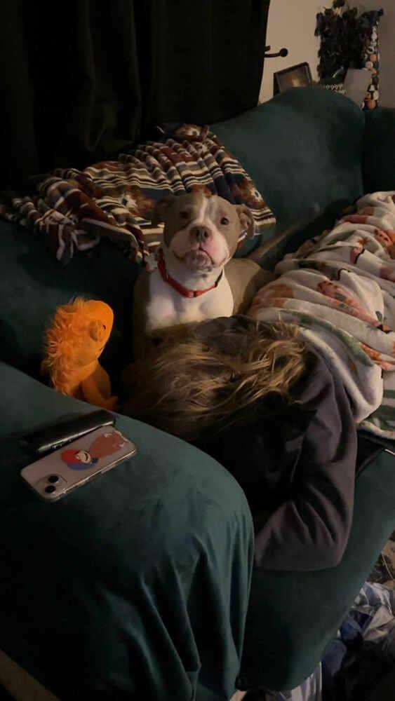 Enlarge Chata - In Training, a Adoptable Pit Bull Terrier in Elkhart , IN image 5/6