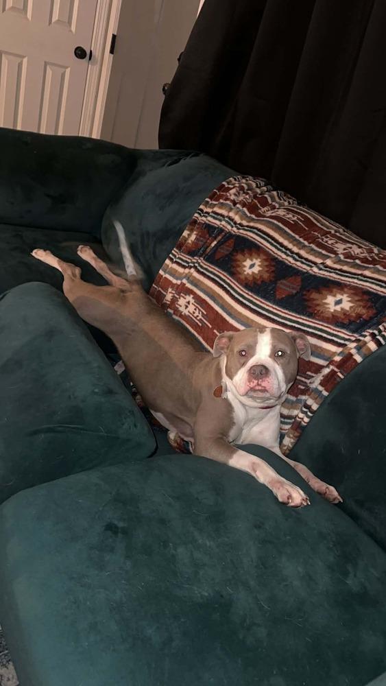 Enlarge Chata - In Training, a Adoptable Pit Bull Terrier in Elkhart , IN image 6/6
