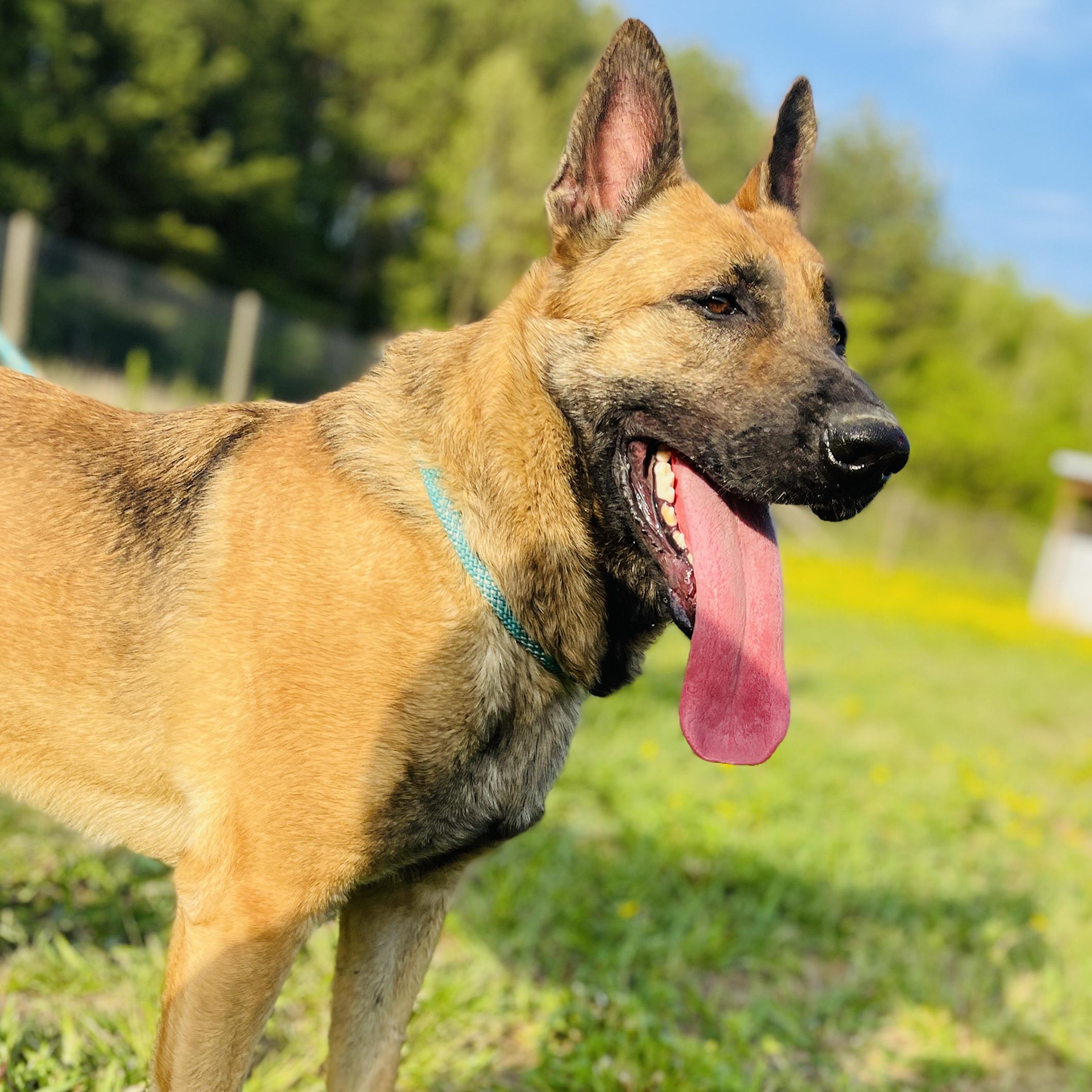 Enlarge Alli, a Adopted mixed breed in Sharon, VT image 1/5