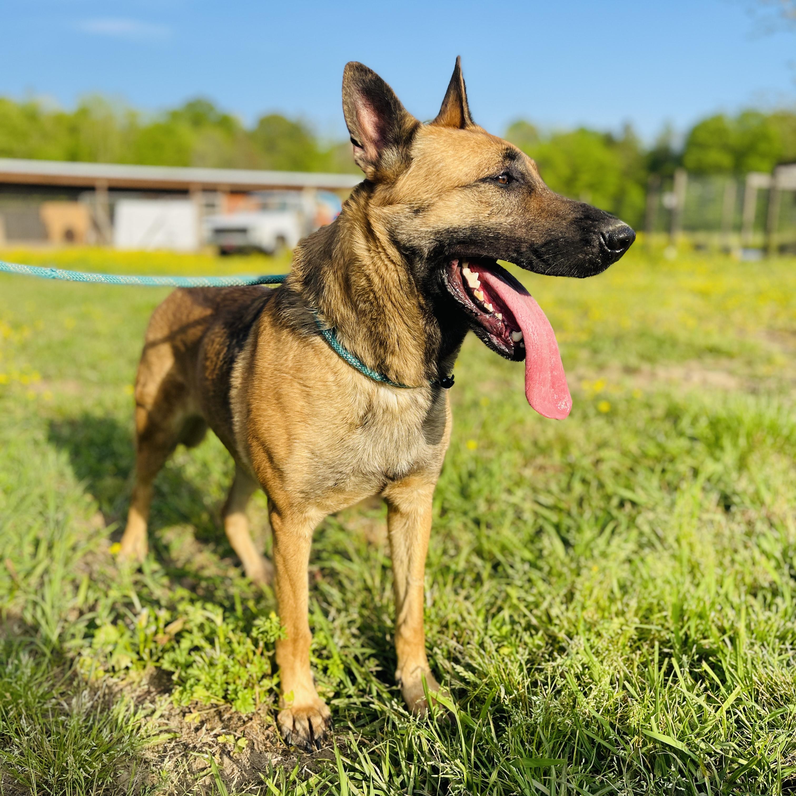 Enlarge Alli, a Adopted mixed breed in Sharon, VT image 2/5
