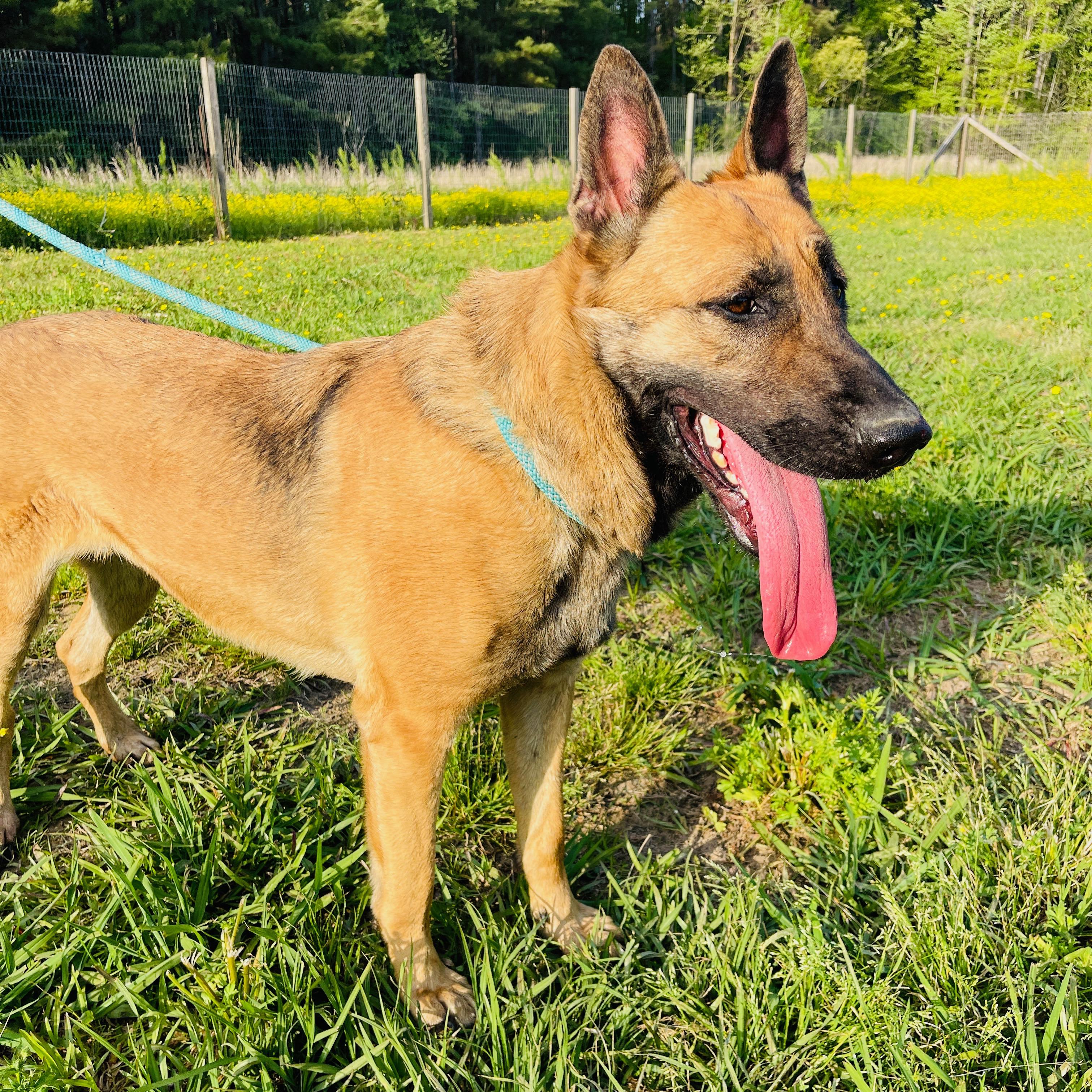 Enlarge Alli, a Adopted mixed breed in Sharon, VT image 3/5