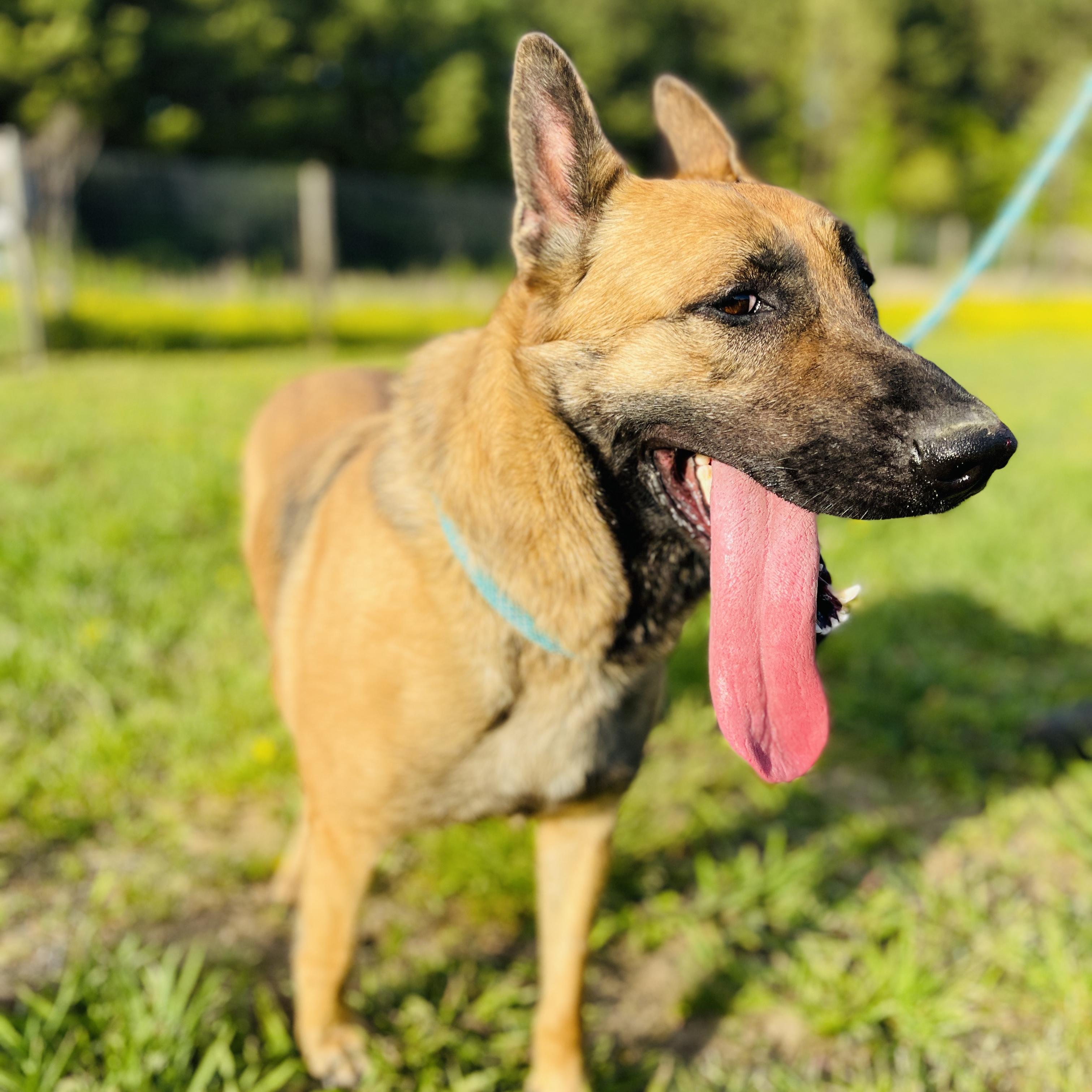 Alli, Adopted, Young Female Belgian Shepherd / Malinois & Labrador Retriever.