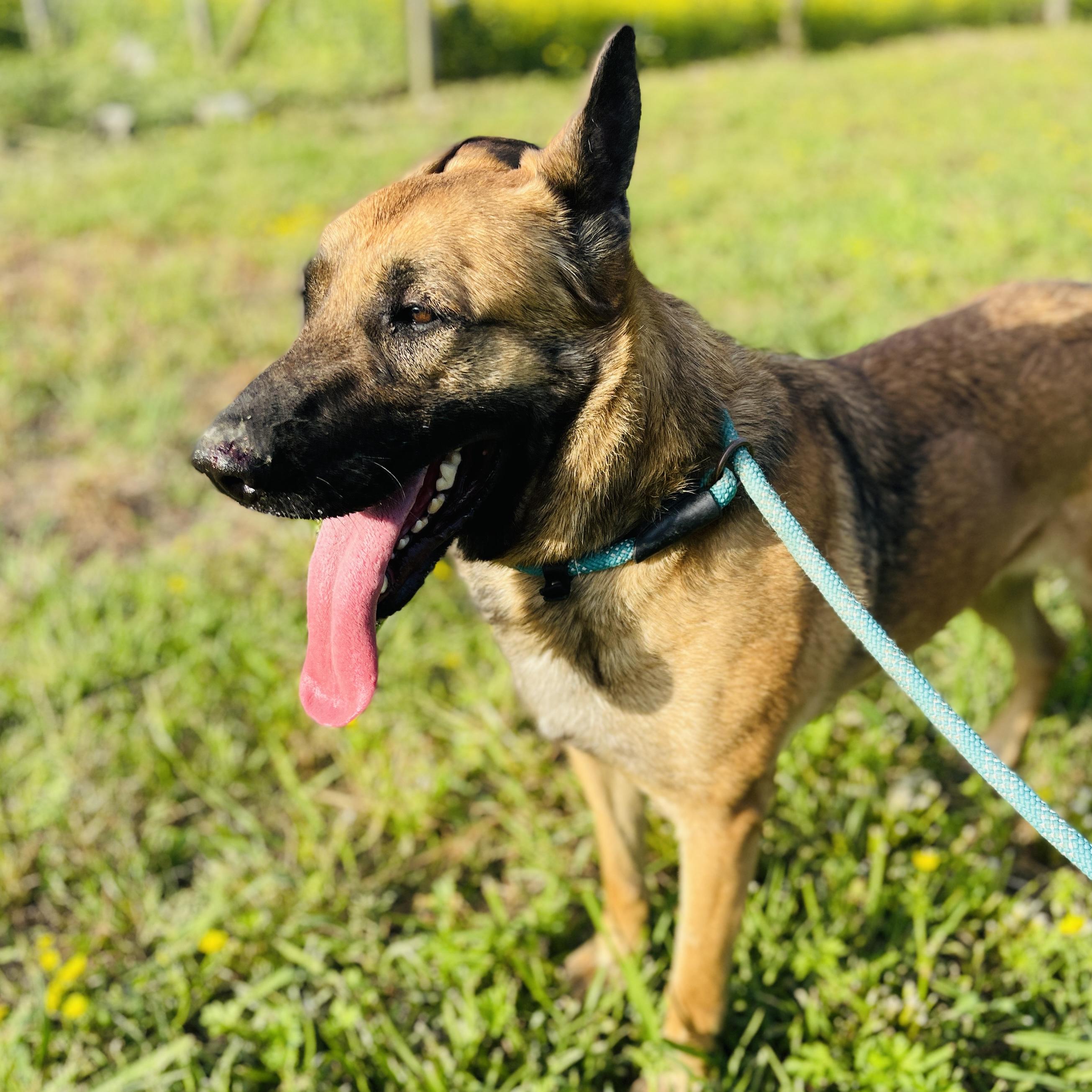 Enlarge Alli, a Adopted mixed breed in Sharon, VT image 5/5