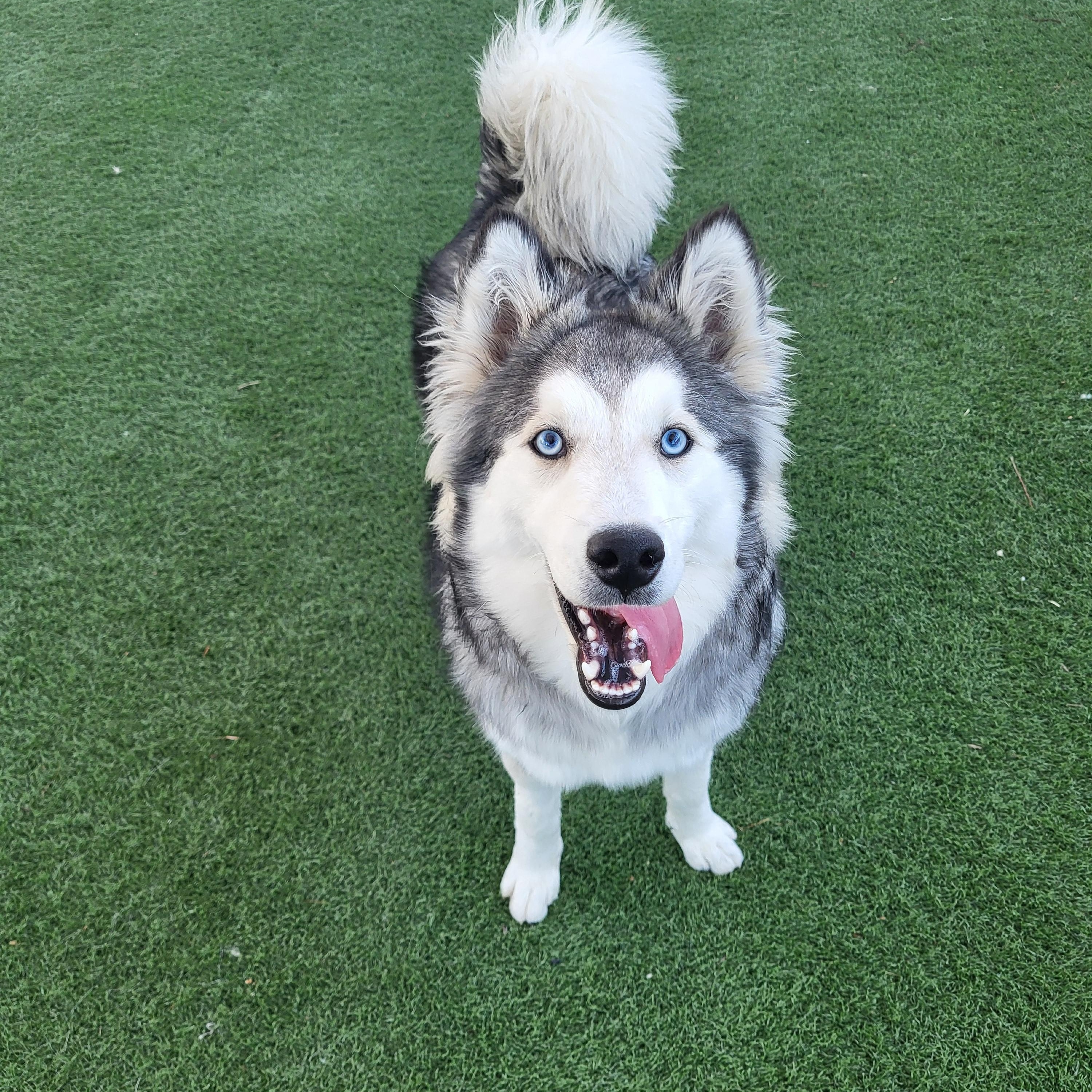Purdy, a Adoptable mixed breed in Brea, CA image 4/6