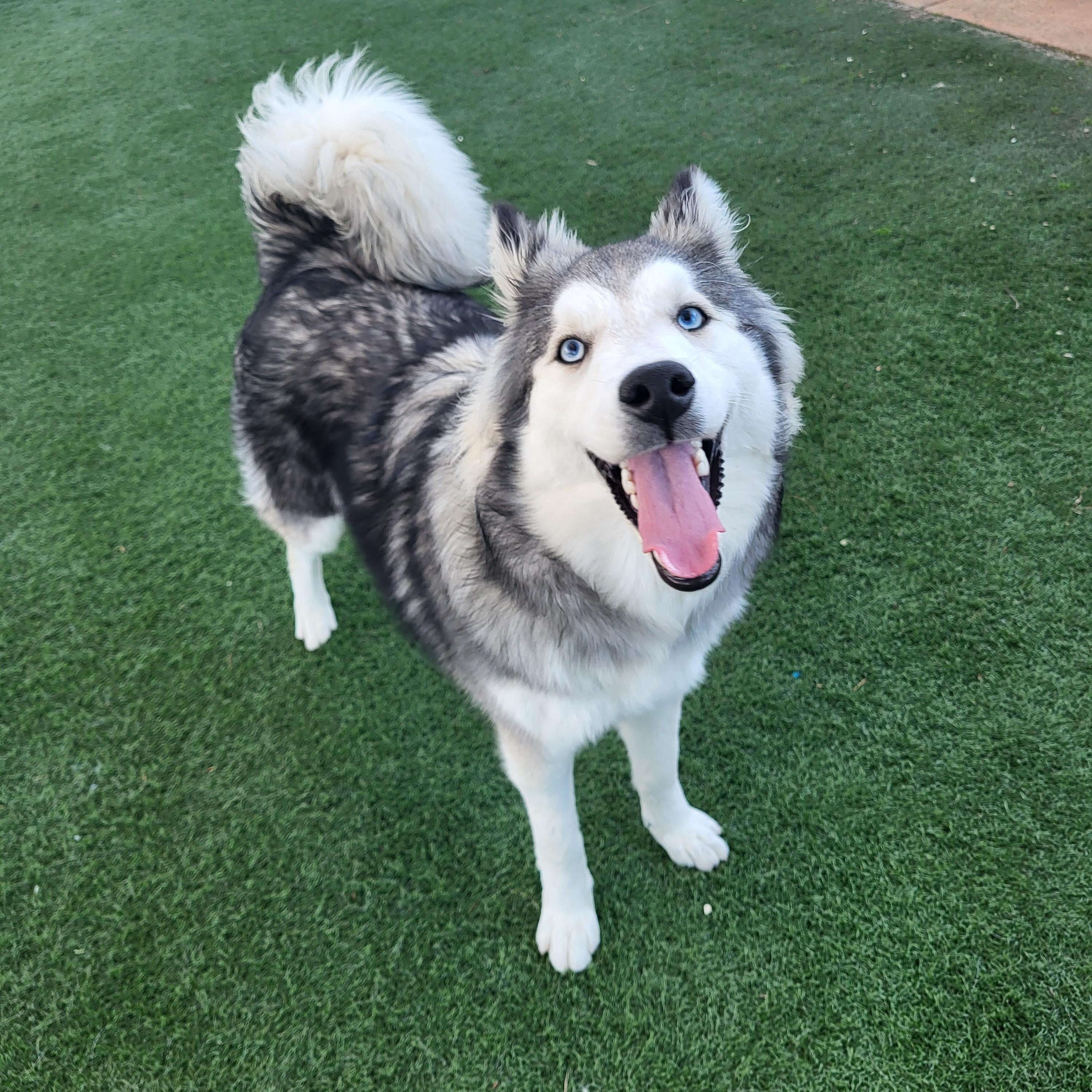 Purdy, a Adoptable mixed breed in Brea, CA image 5/6