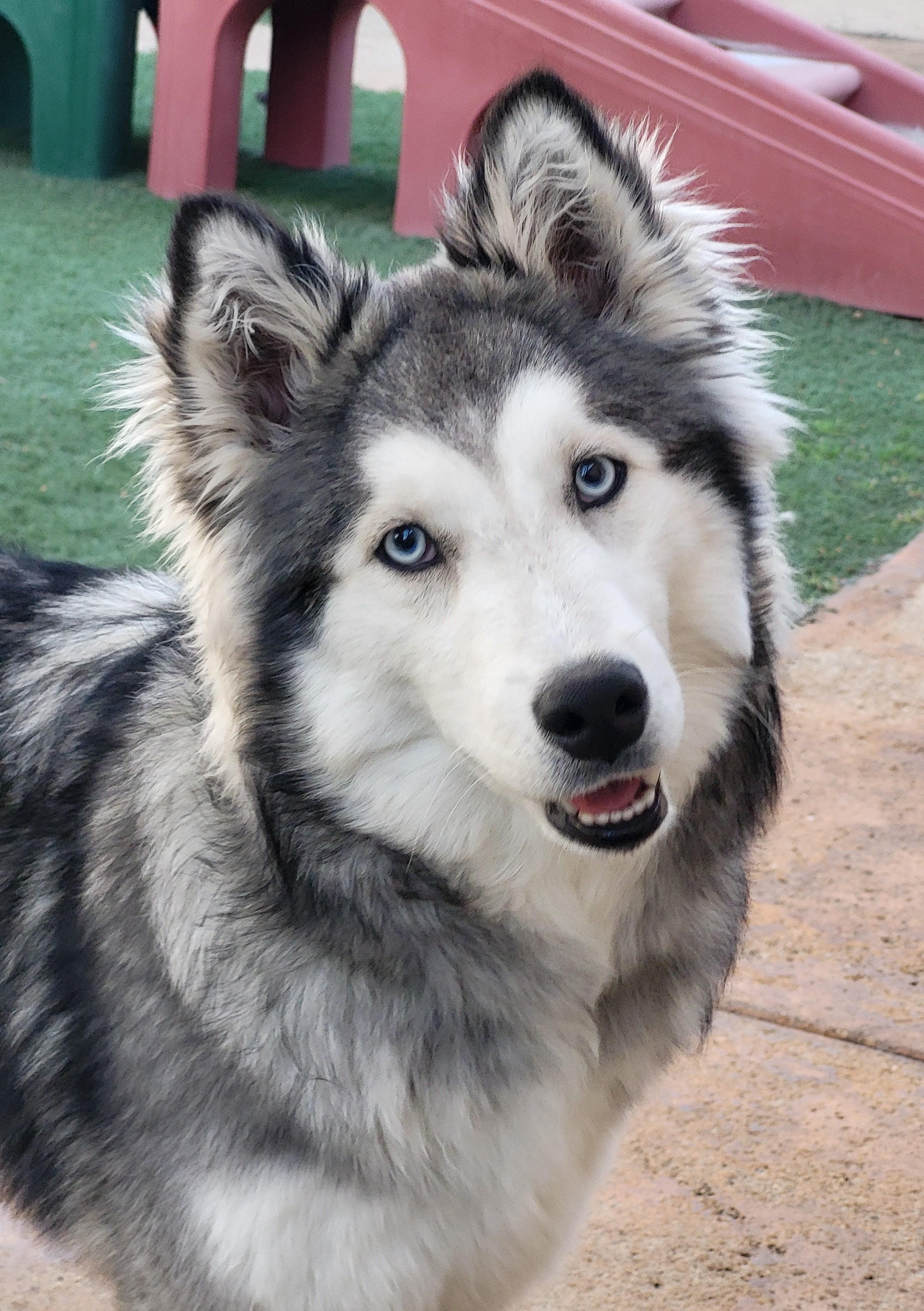 Purdy, Adoptable, Puppy Female Husky & Shetland Sheepdog / Sheltie.