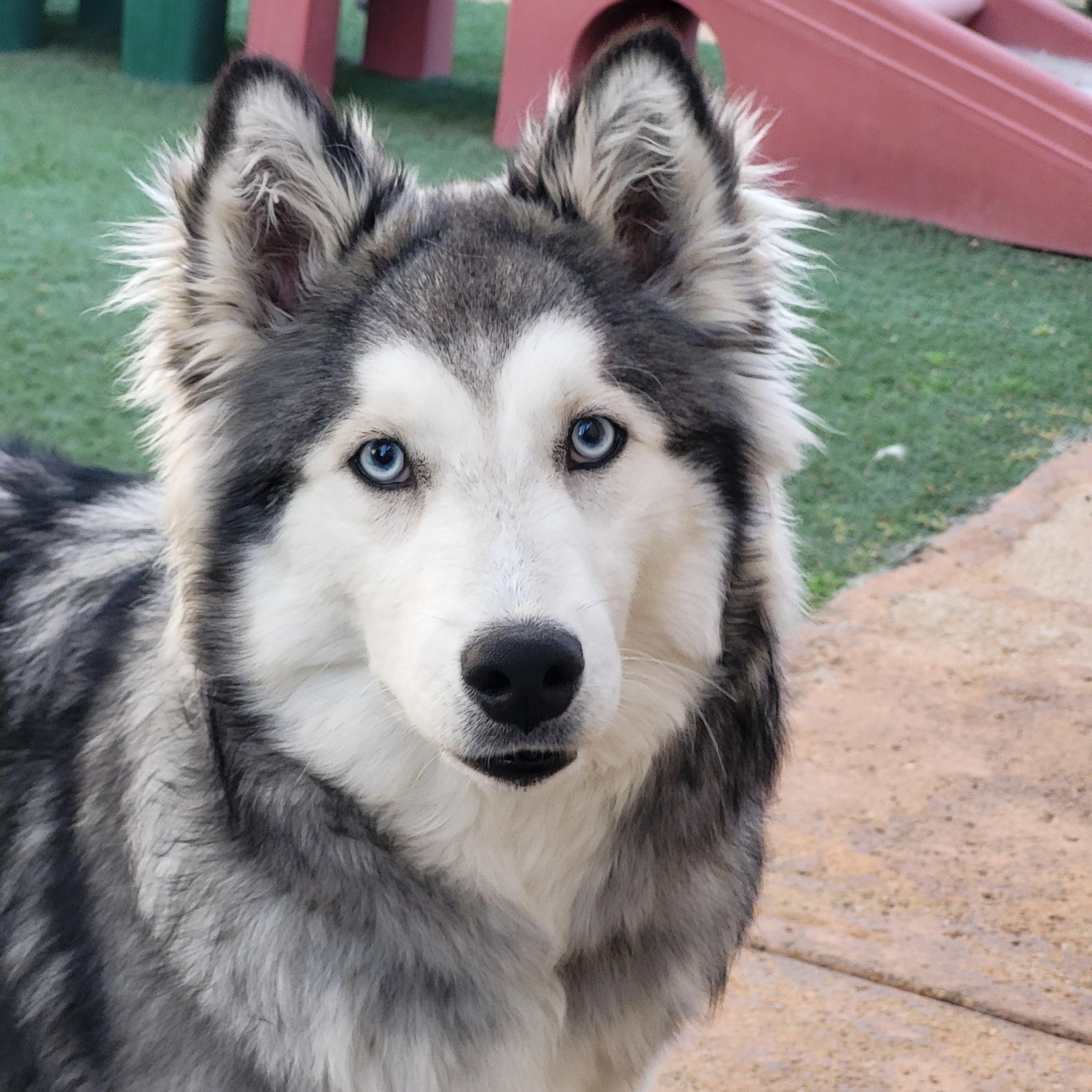 Purdy, a Adoptable mixed breed in Brea, CA image 2/6