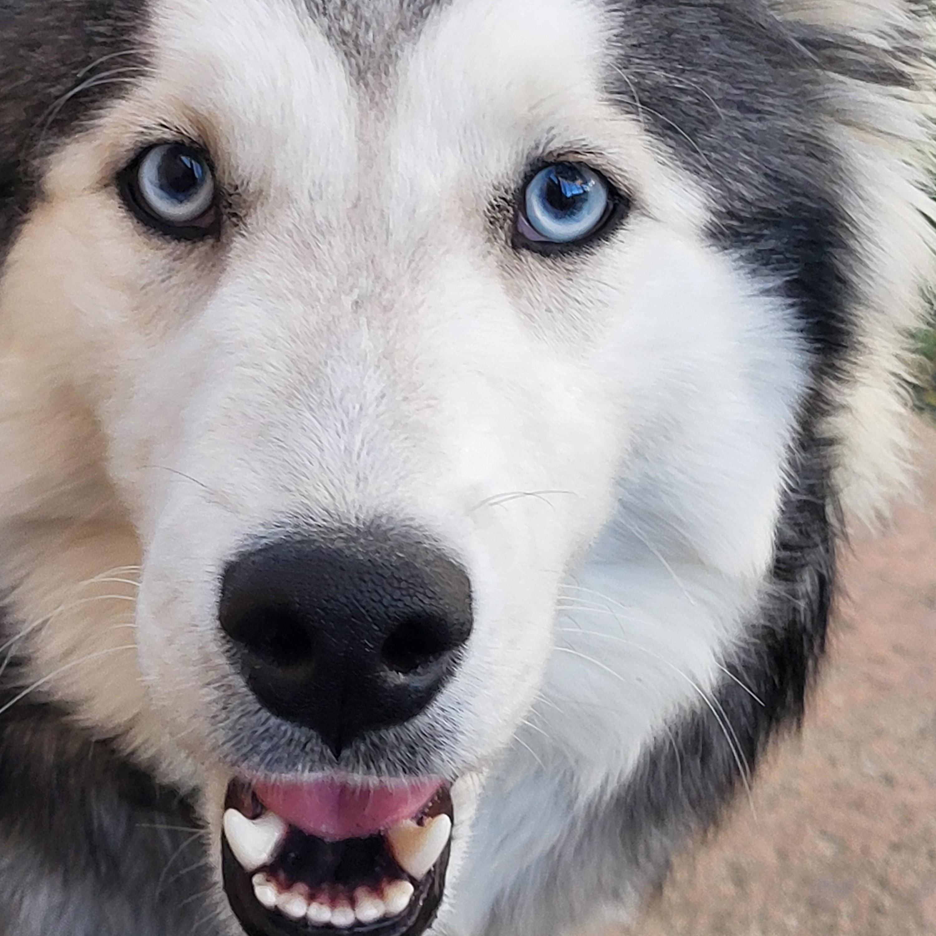 Purdy, a Adoptable mixed breed in Brea, CA image 3/6