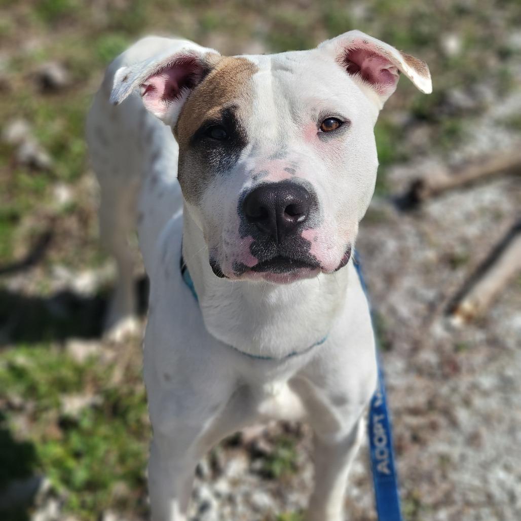 Blooper, Adoptable, Adult Male Pit Bull Terrier.
