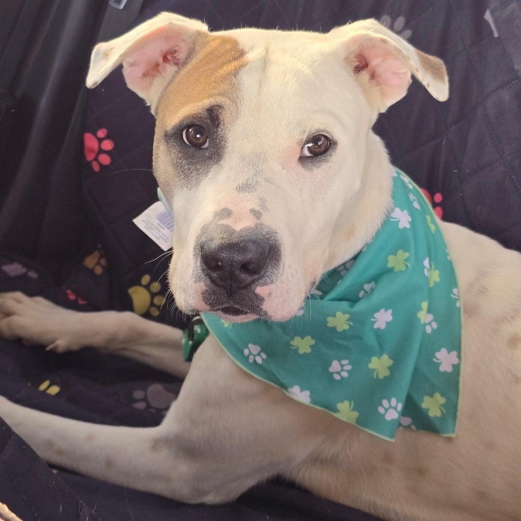 Enlarge Blooper, a Adoptable Pit Bull Terrier in Columbia, MO image 2/6