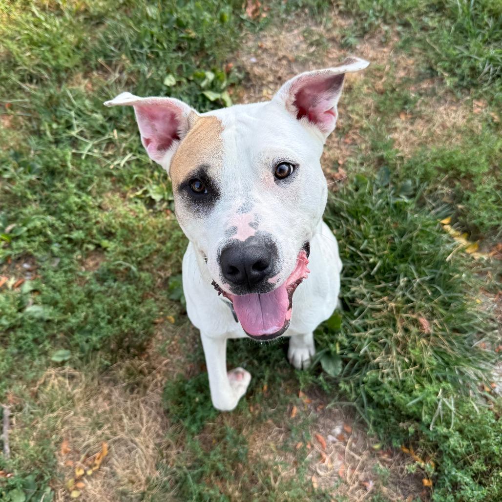 Enlarge Blooper, a Adoptable Pit Bull Terrier in Columbia, MO image 3/6