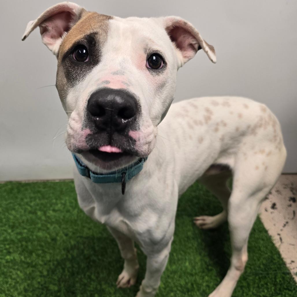 Enlarge Blooper, a Adoptable Pit Bull Terrier in Columbia, MO image 4/6