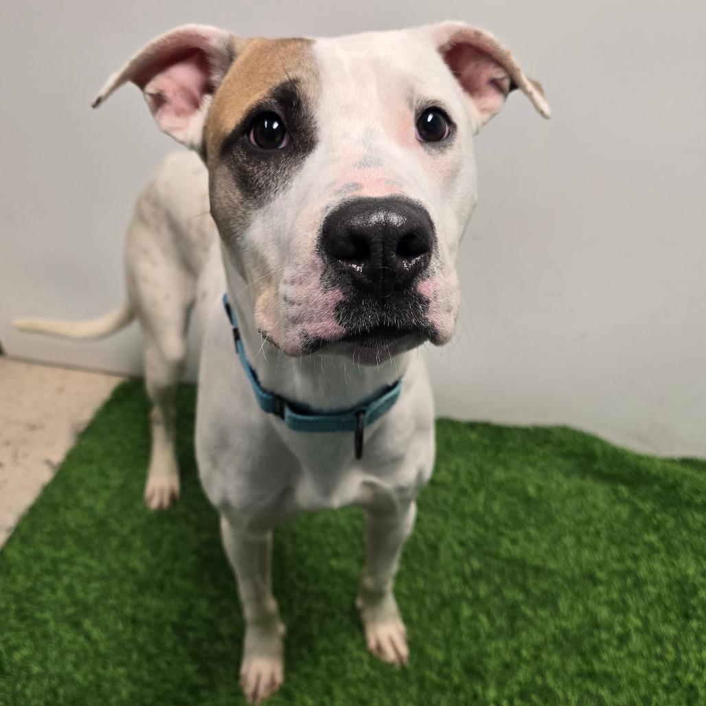 Enlarge Blooper, a Adoptable Pit Bull Terrier in Columbia, MO image 5/6