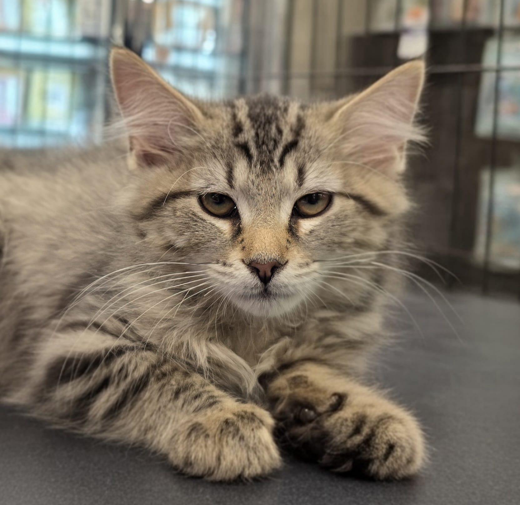 Dashcam, adopted, Young Female Domestic Medium Hair.