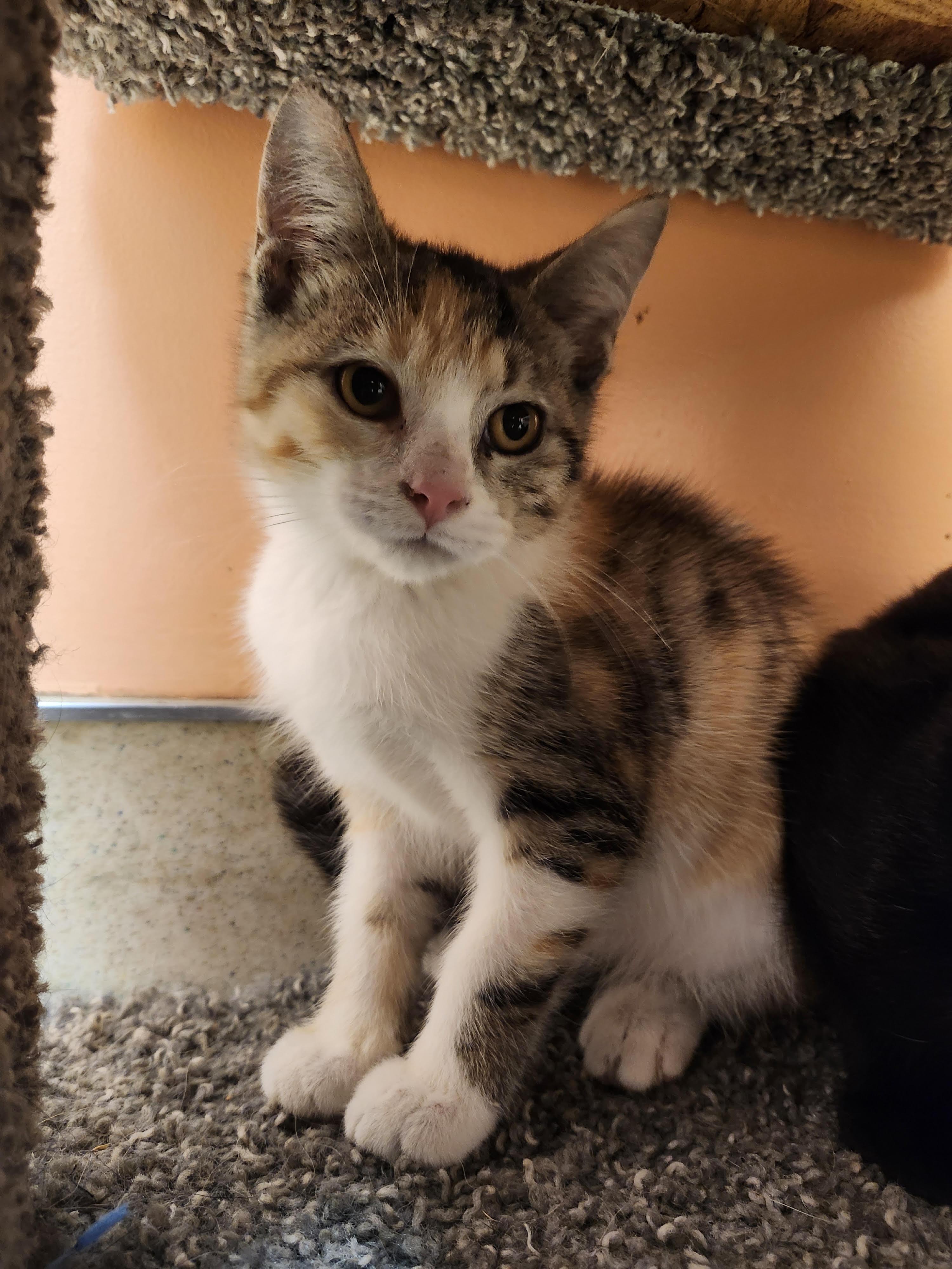 Starshine, ADOPTABLE, Kitten Female Domestic Short Hair.