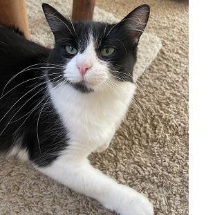 Sasha, a Adoptable Domestic Long Hair in Baytown, TX image 1/6