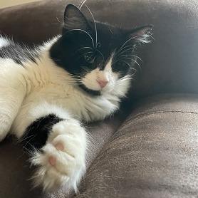 Sasha, a Adoptable Domestic Long Hair in Baytown, TX image 2/6