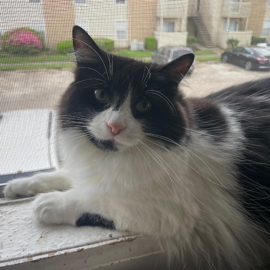 Sasha, a Adoptable Domestic Long Hair in Baytown, TX image 3/6