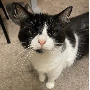 Sasha, a Adoptable Domestic Long Hair in Baytown, TX image 4/6