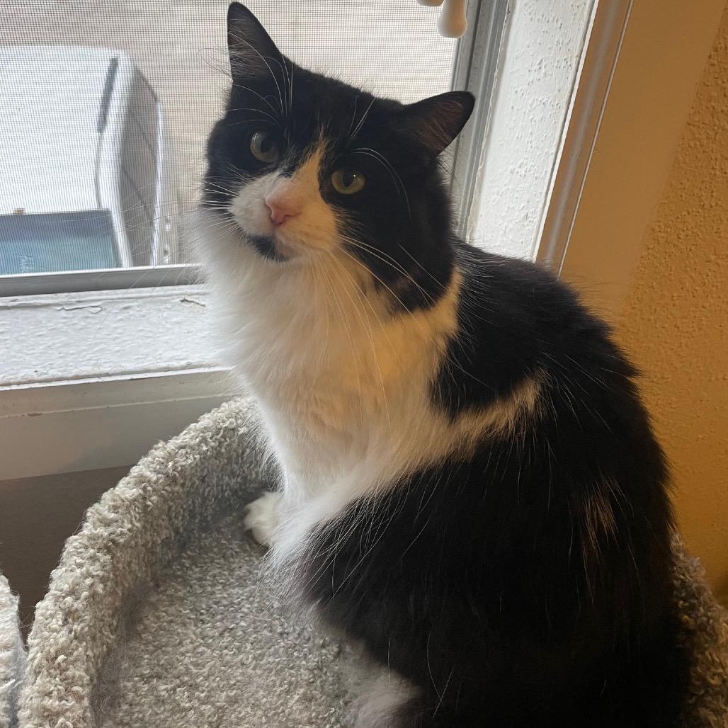 Sasha, a Adoptable Domestic Long Hair in Baytown, TX image 5/6