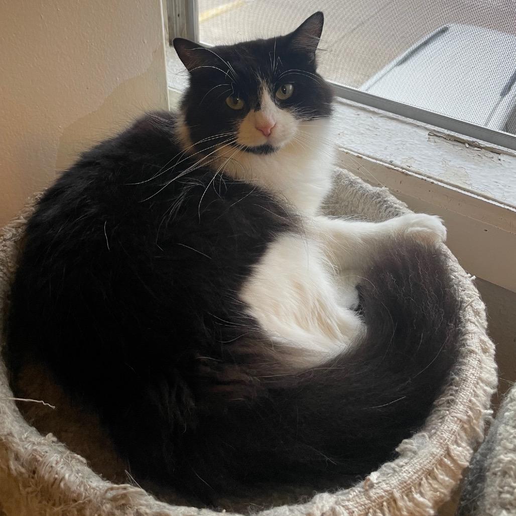 Sasha, a Adoptable Domestic Long Hair in Baytown, TX image 6/6