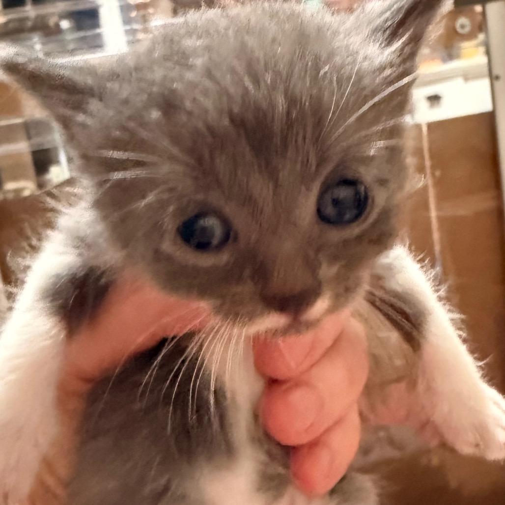 Sable, Adoptable, Kitten Female Domestic Short Hair.