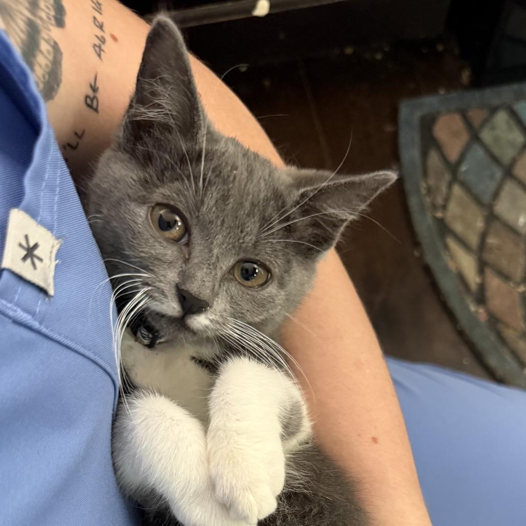 Enlarge Sable, a Adoptable Domestic Short Hair in Huntsville, AL image 2/2