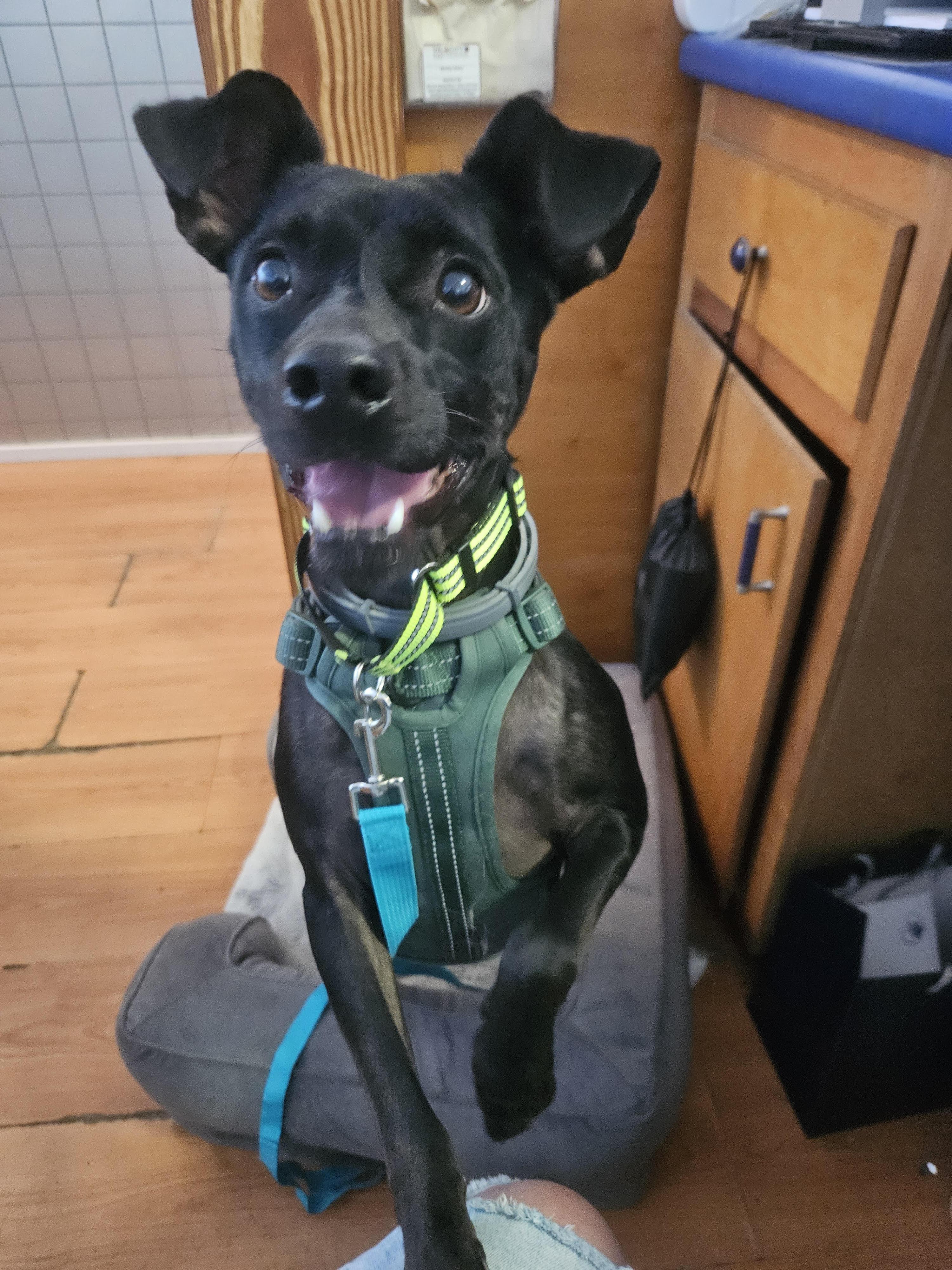 Jasper, ADOPTABLE, Young Male Feist.