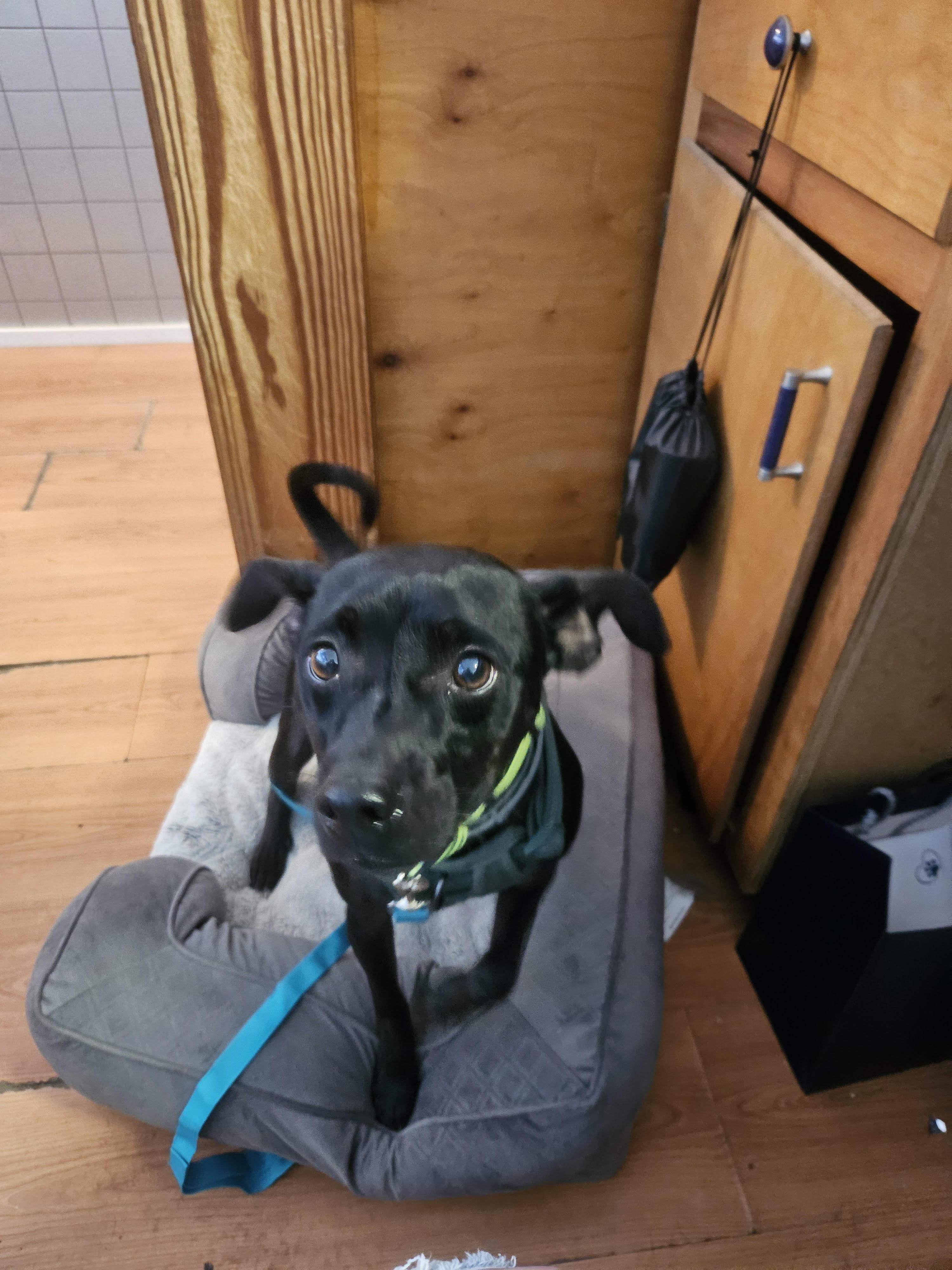 Enlarge Jasper, a ADOPTABLE Feist in Greensboro, NC image 2/2