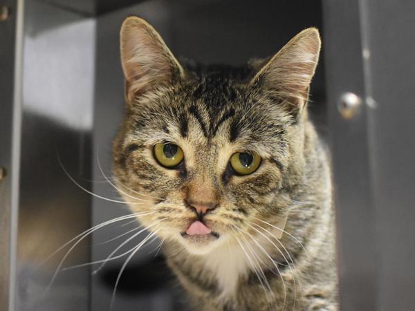 String Pillow, Adoptable, Young Female Domestic Short Hair.