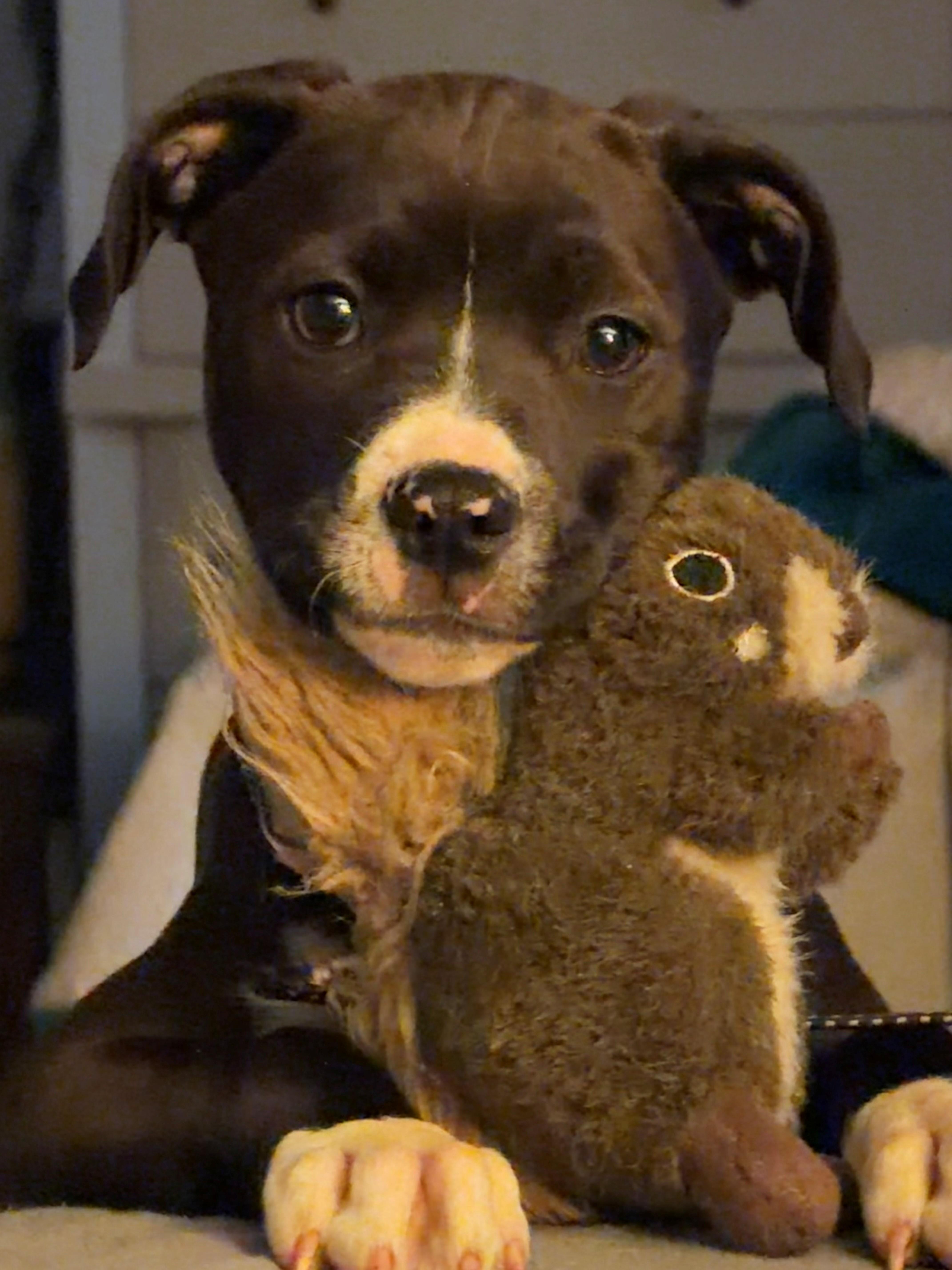 Felicity, adopted, Puppy Female Pit Bull Terrier.