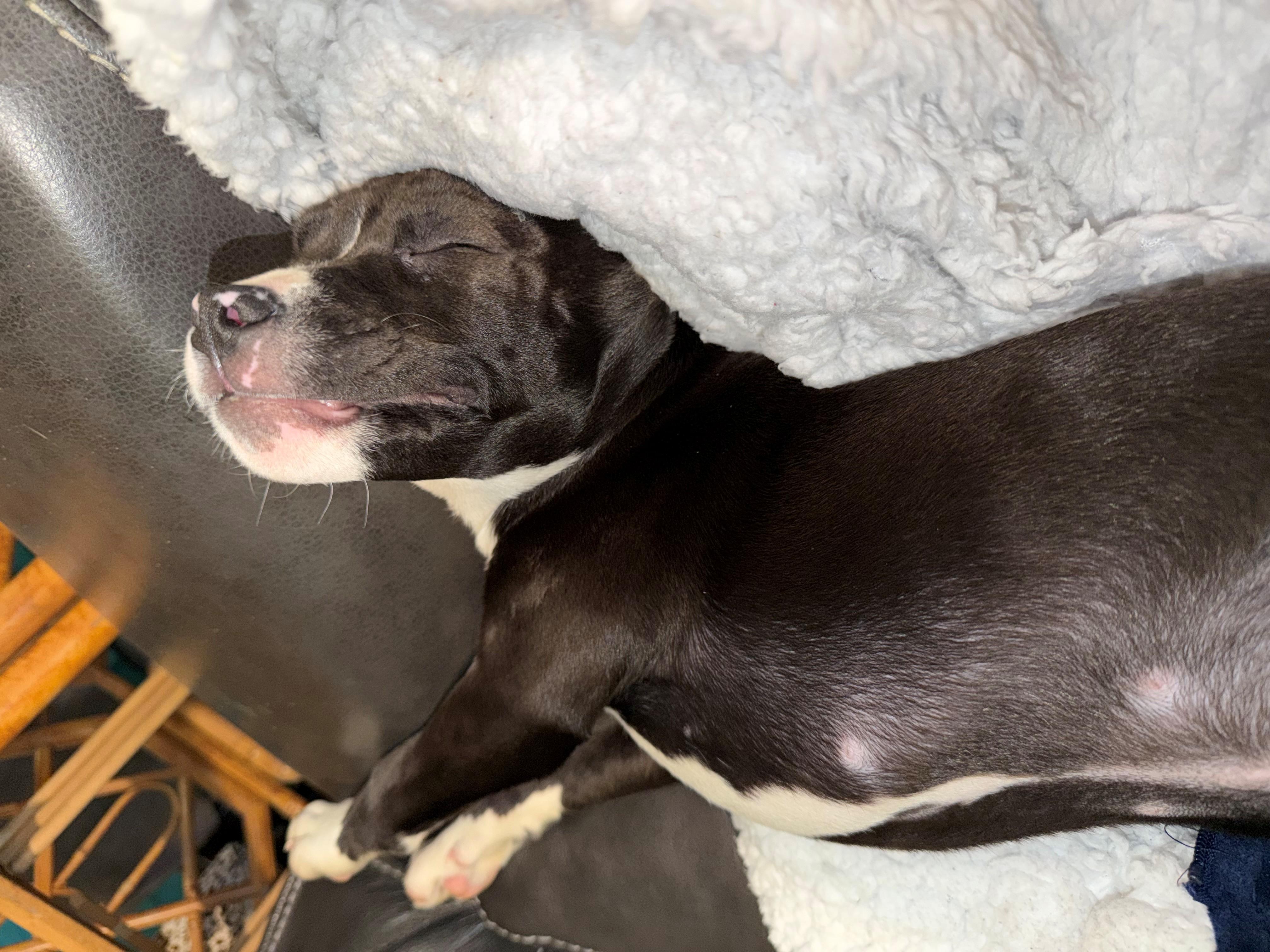 Enlarge Felicity, an adopted mixed breed in Bellaire, MI image 2/3