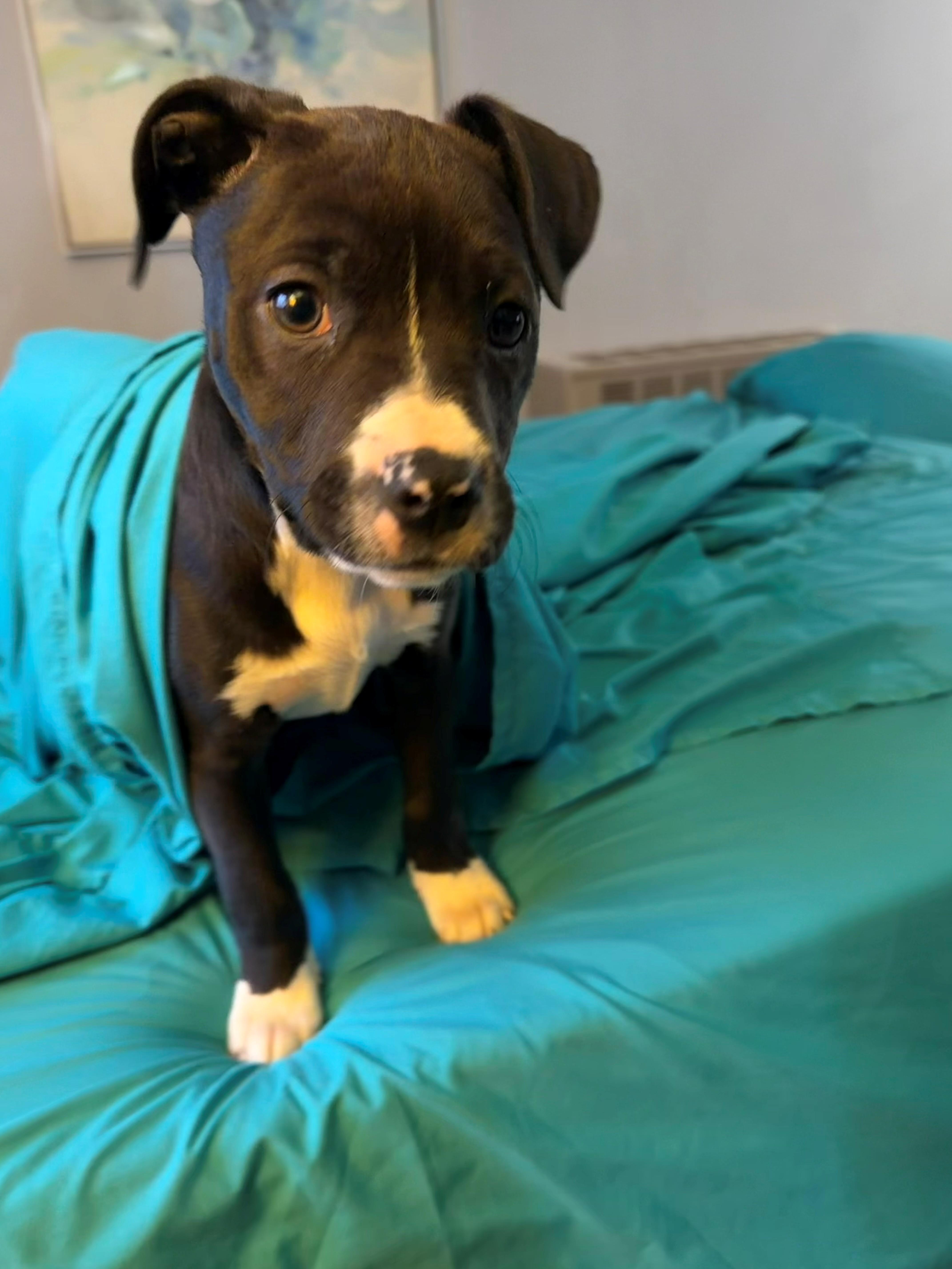 Enlarge Felicity, an adopted mixed breed in Bellaire, MI image 3/3