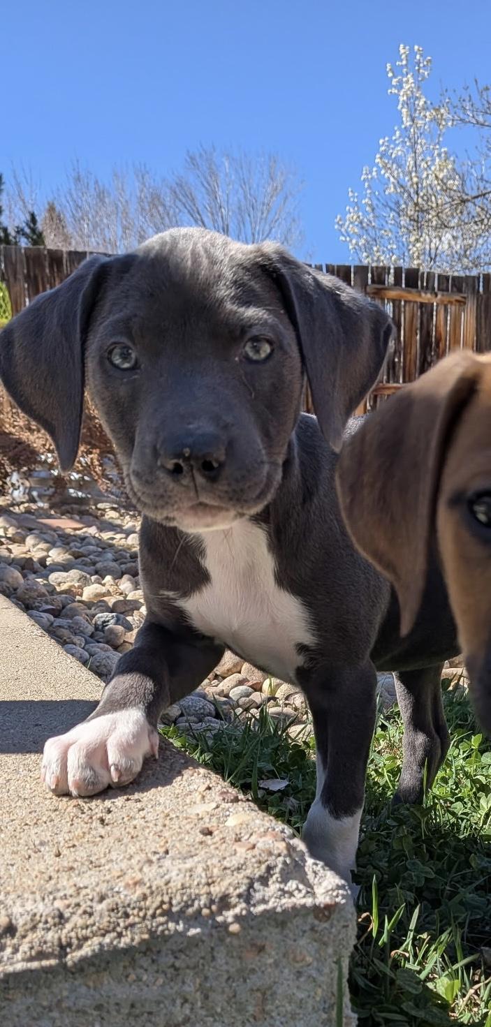 Enlarge Judy, a Adoptable Pit Bull Terrier in Evergreen, CO image 4/4