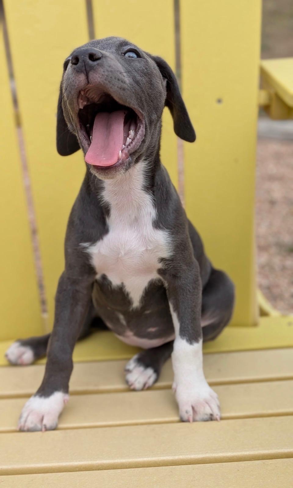 Enlarge Judy, a Adoptable Pit Bull Terrier in Evergreen, CO image 3/4