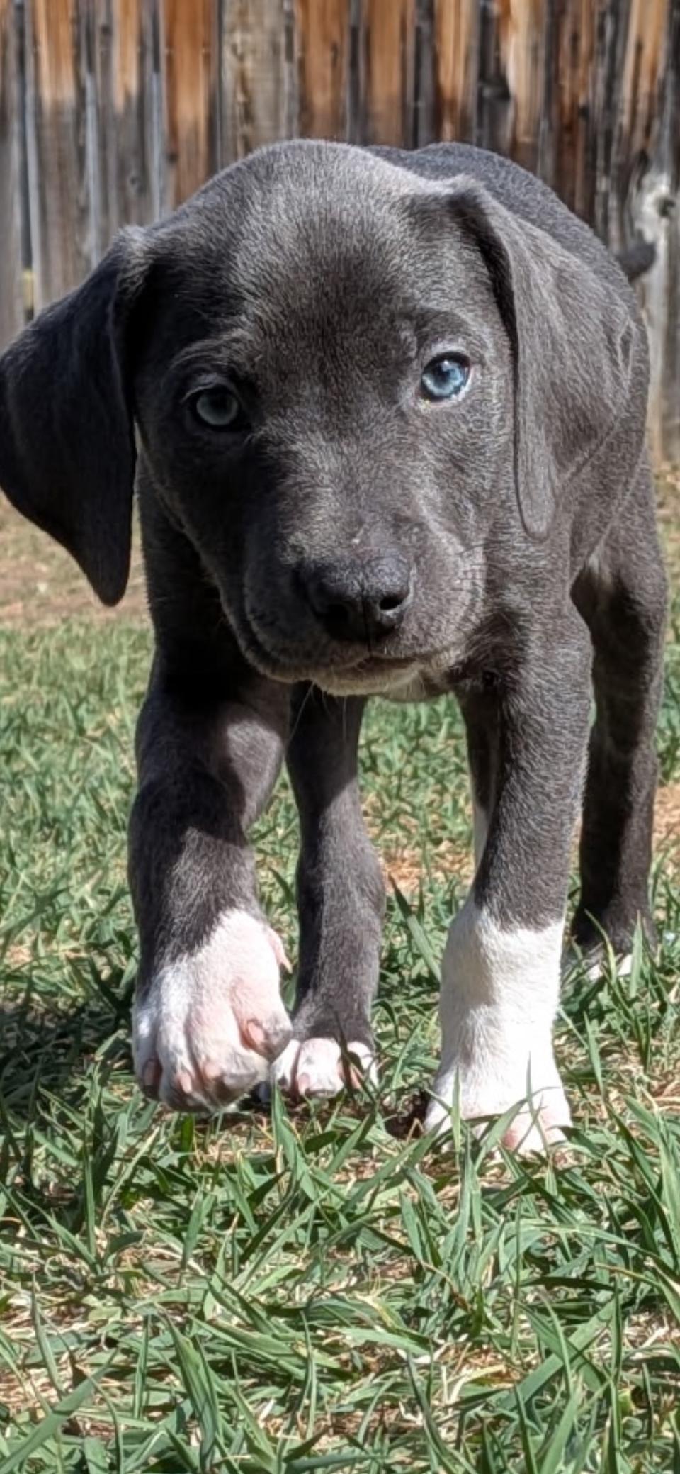 Judy, Adoptable, Puppy Female Pit Bull Terrier.